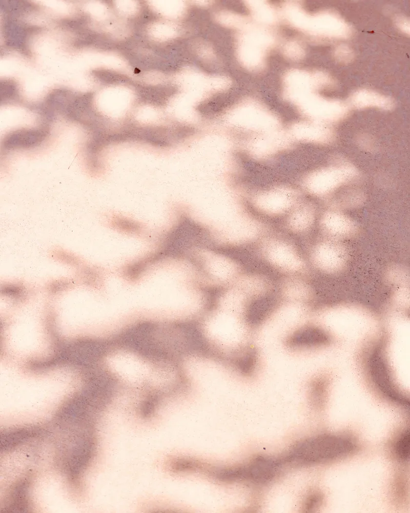Soft botanical shadows on a warm, earthy-toned wall in a peaceful therapy office, representing the mindful, grounded approach of Wildwood Psychotherapy in Leesburg, VA